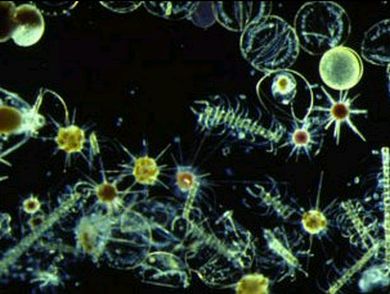 phytoplankton 070305 Siapa Penyumbang Oksigen Terbesar untuk Bumi Kita?